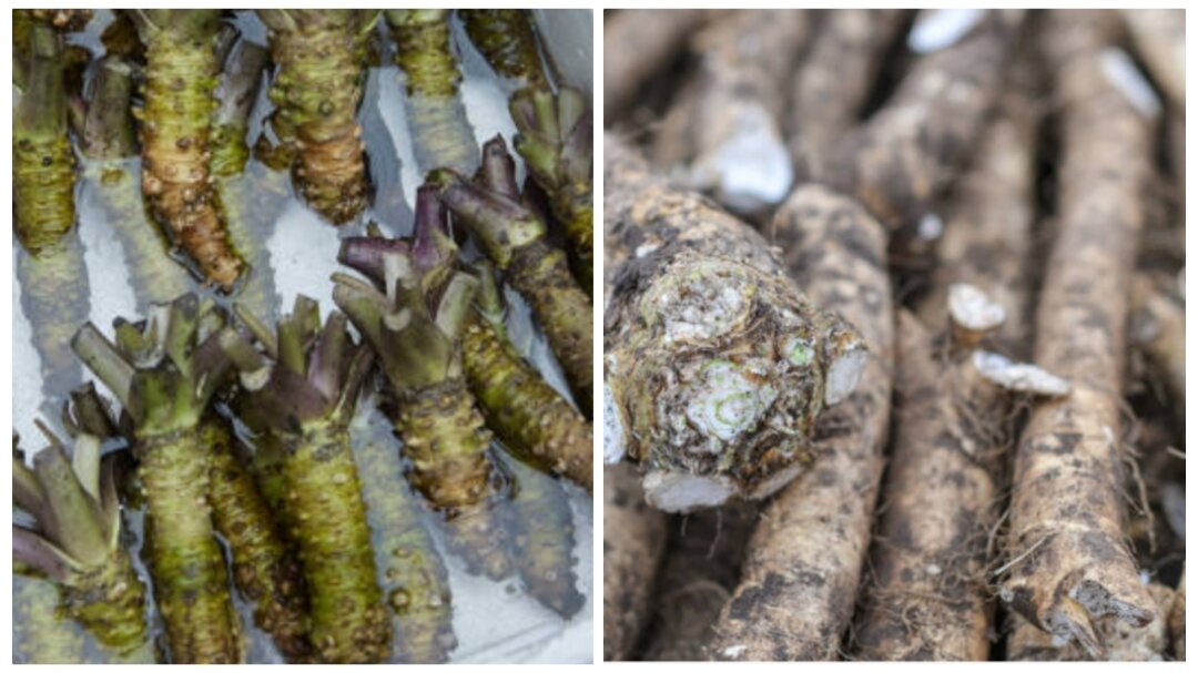 Слева - стебель васаби, справа - корень хрена / коллаж автора 