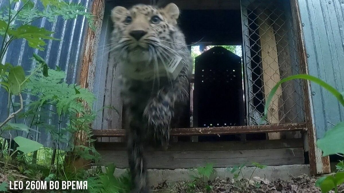     Leo 260M, которого сотрудники нацпарка «Земля леопарда» выпустили в Уссурийский заповедник, продемонстрировал свои навыки охотника. Целое лето он самостоятельно добывал себе пропитание — и успешно добывал дичь около 9 раз.