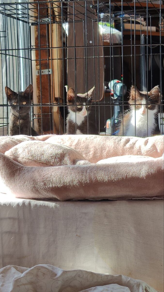 кот привел кошку. кот привел кошку. беременная черная кошка. кот привел домой беременную кошку. кот привел домой беременную кошку.