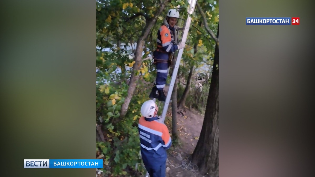    В Башкирии спасатели помогли кошке спуститься с дерева