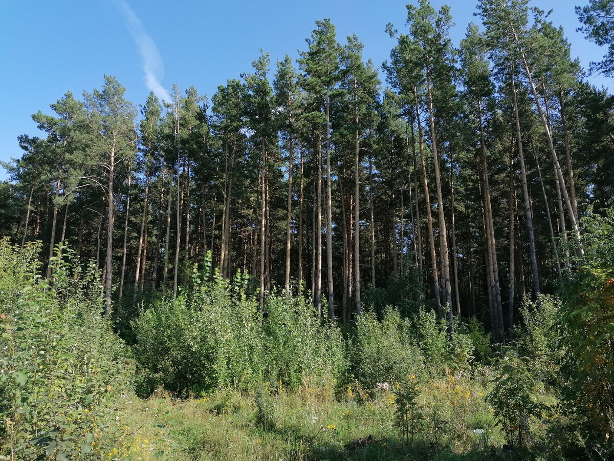 Ленточный бор.