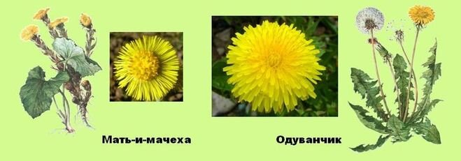 Мать и мачеха первые весенние цветы. Злая королева 1937. Злая королева из белоснежки. Дырочка мачехи. Дырочка мачехи.