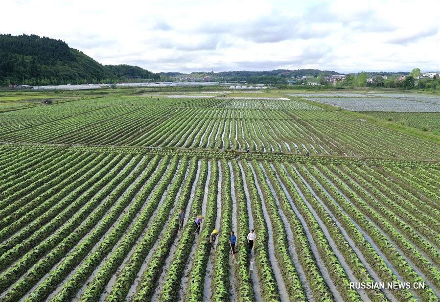 Окрестности деревни Чжаосин апрель 2019 г (по материалам агентства Синьхуа)