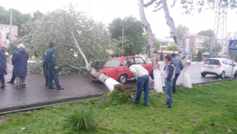 Упавшее дерево покорежило автомобиль в Чиланзаре. Фото из Telegram-канала Uzbek-MDK