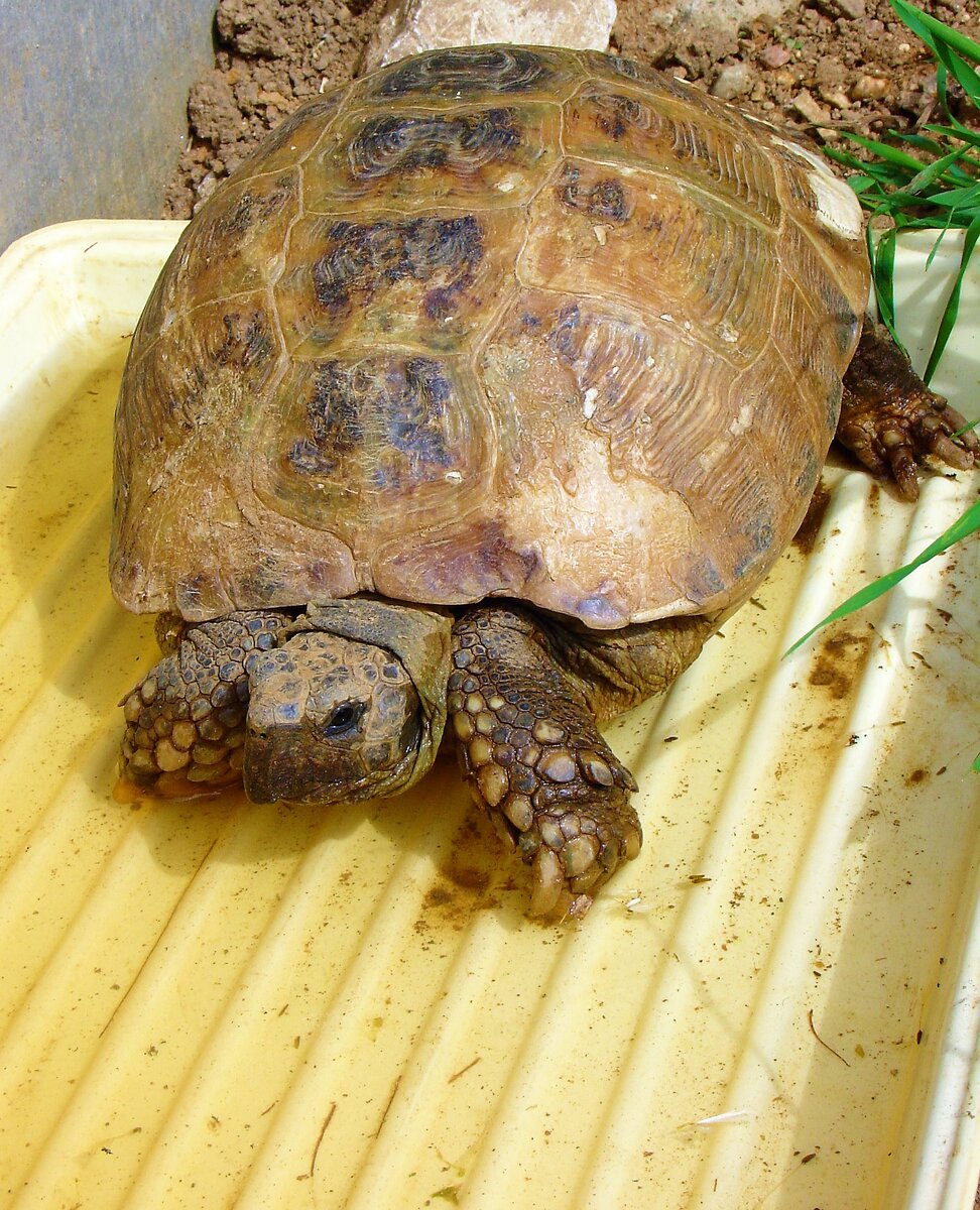 Спячка черепахи в домашних условиях. Среднеазиатская Степная черепаха. Среднеазиатская черепаха. Среднеазиатская красноухая черепаха.