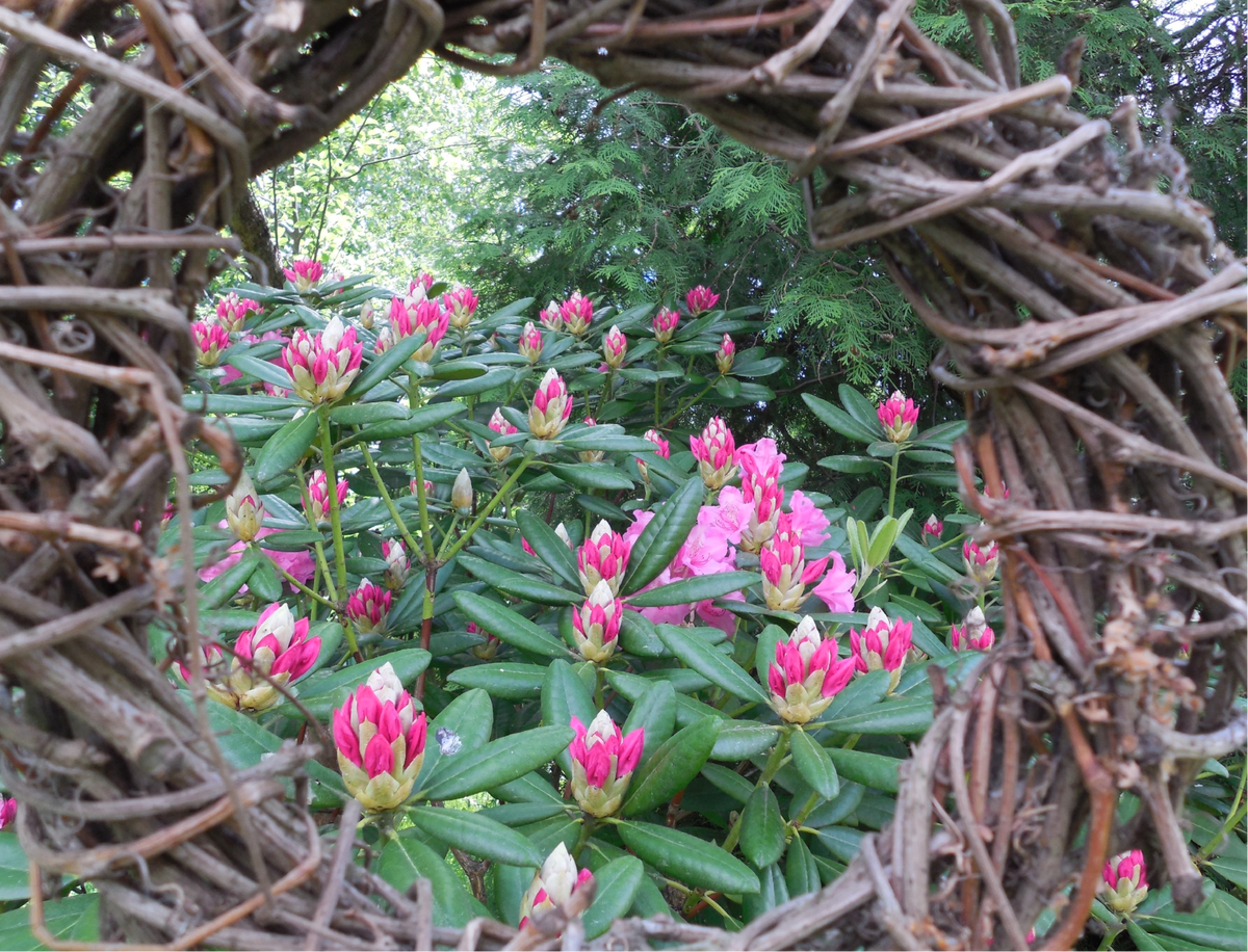 Через неделю все бутоны распустятся!