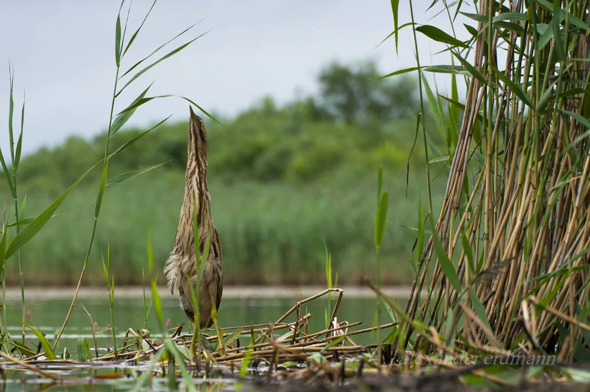 красный ибис птица.
