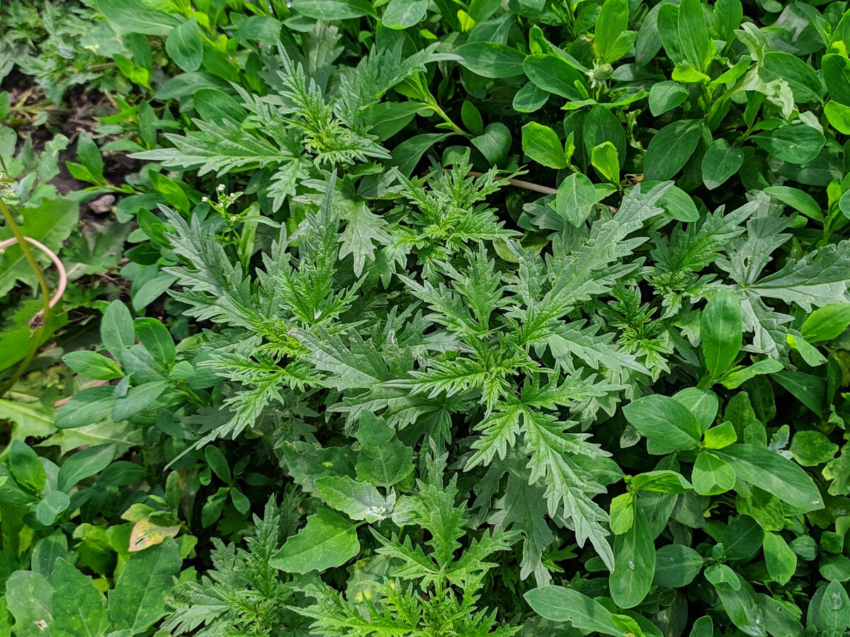 Молодую крапиву можно просто выдернуть с корнем, только не забудьте одеть перчатки. 