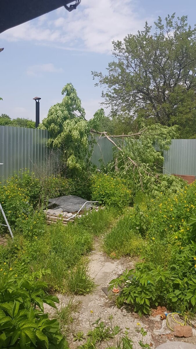 Очередной сюрприз от соседей - спилили дерево и свалили к нам, помяв нам новый забор. Извенились. А толку то?