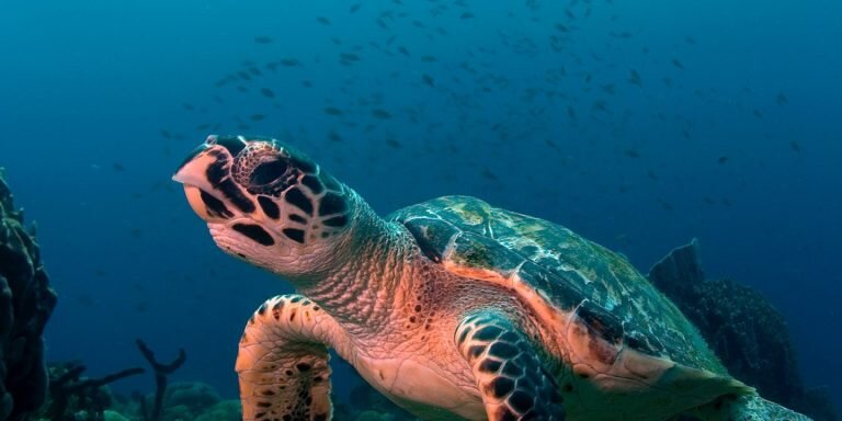 На фото: Черепаха из Хоуксбилла - один из трех видов морских черепах (в мире насчитывается 7 видов), гнездящихся на Доминике, остальные два - Зеленые морские черепахи и кожистые. Когда-то были миллионы морских черепах, сейчас общая глобальная популяция всех видов вместе взятых оценивается менее чем в миллион.  