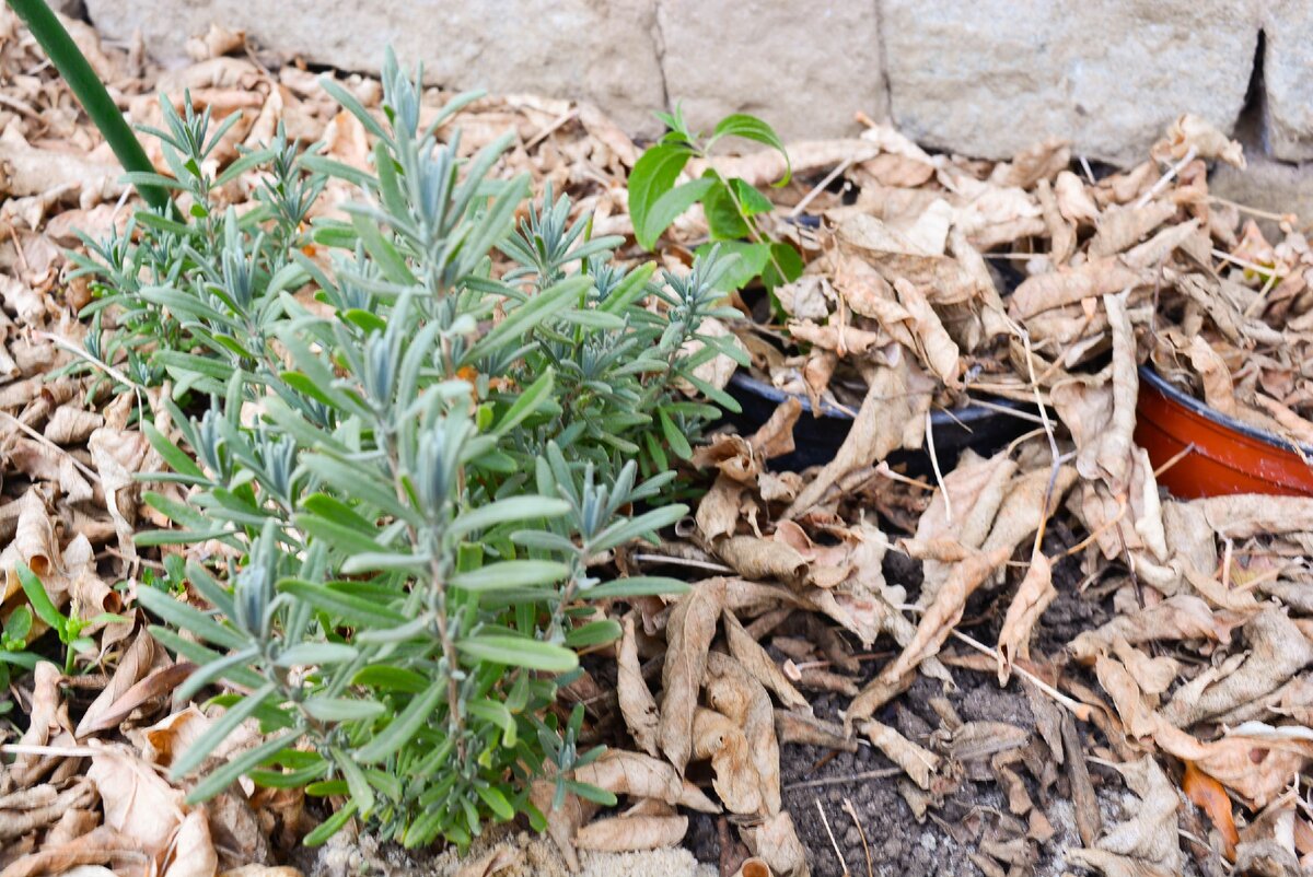 лаванда из черенков тоже зимует под листьями