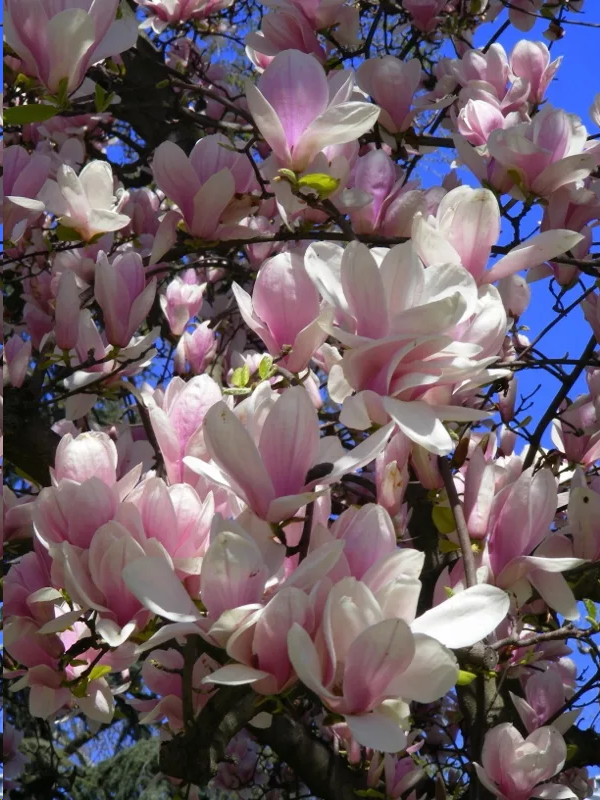 Магнолия. Источник: Яндекс картинки