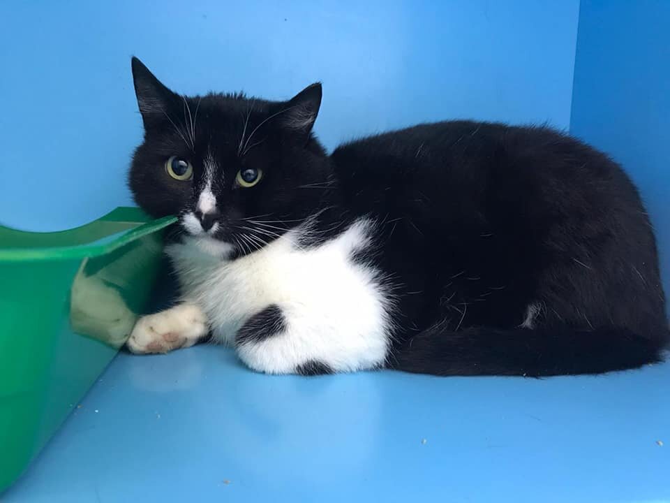 кот Маркус Банда Дворян в зооцентре КиС