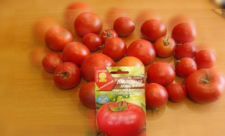 Низкорослый сорт помидора - Ласковый Миша
