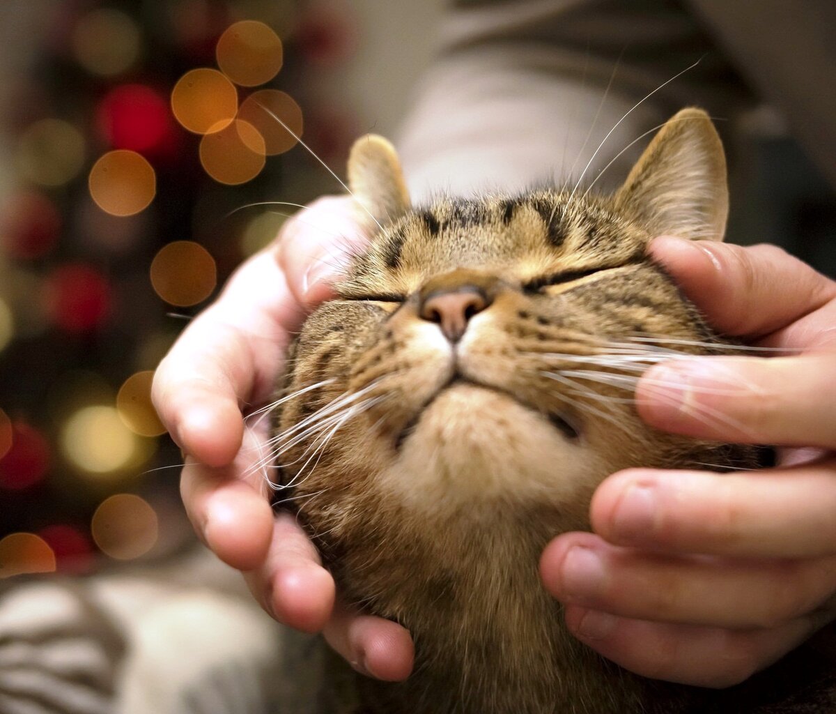 Как кошки выбирают хозяина