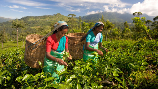Сборщицы чая в Индии.