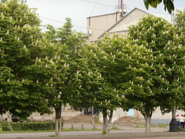 А это каштаны под окном нашей старой квартиры, ностальгия