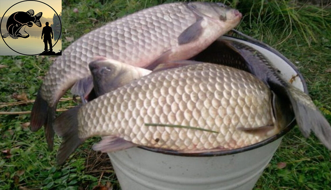 Поддержите старание рыбака лайком и подпиской на канал! 