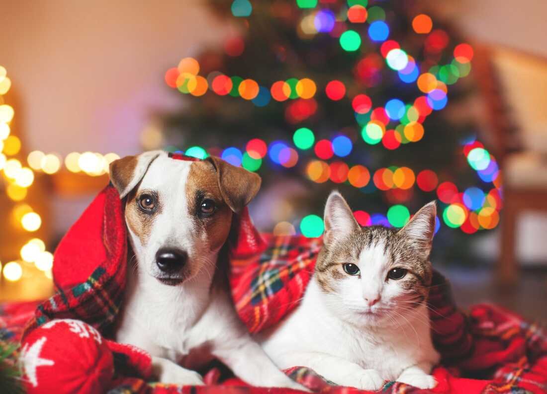 Фото из открытого источника