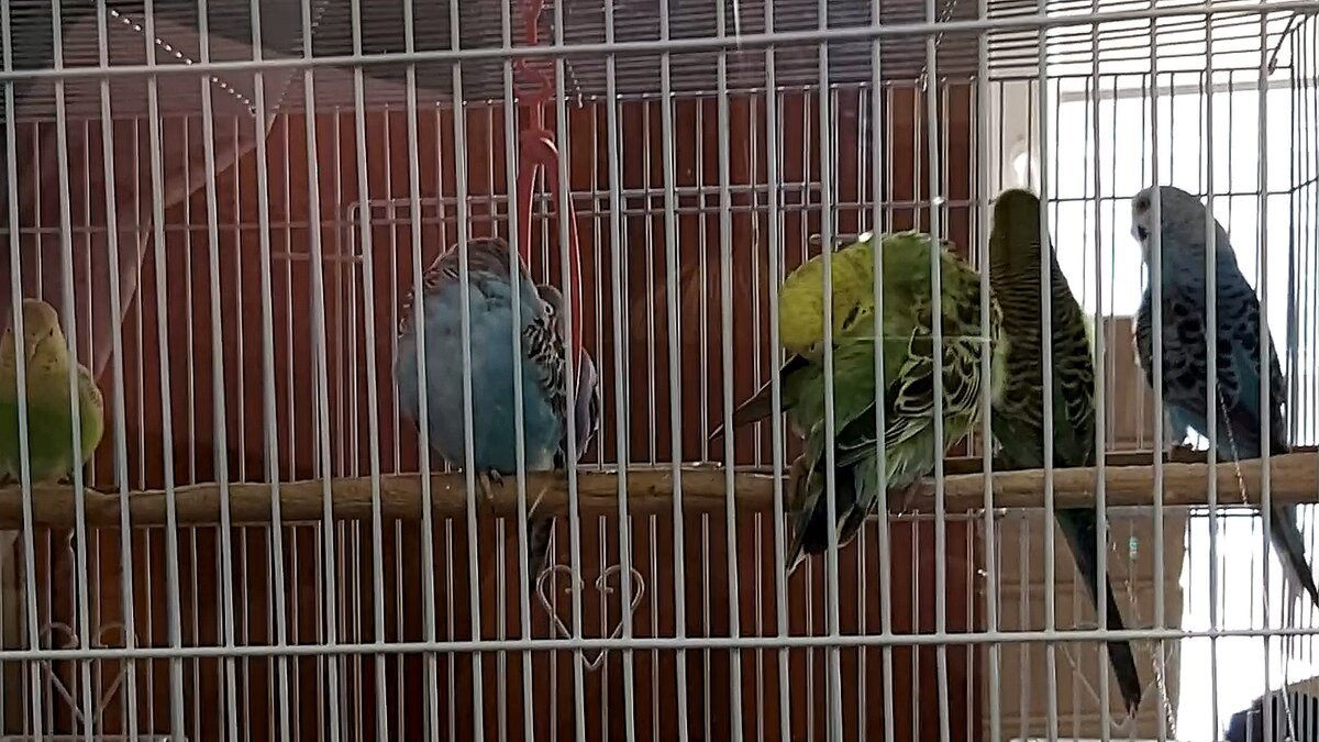 В зоомагазине выбираем попугая.