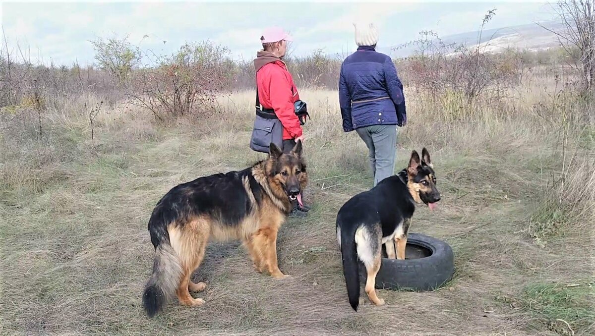 Наша компания. Зевс и Кейси