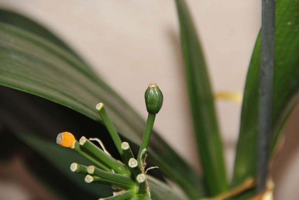 Фотография 2. Срезанные цветоносы после цветения