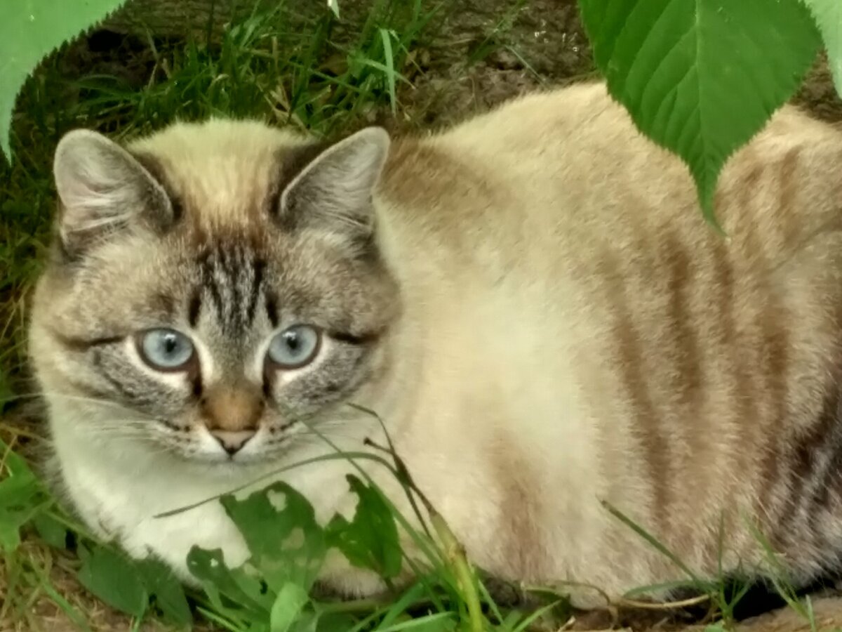 дусенька дусенька моу бенгал. дуся имя для кошки. кошечка дуся. питерская дуся. Dusya cat.