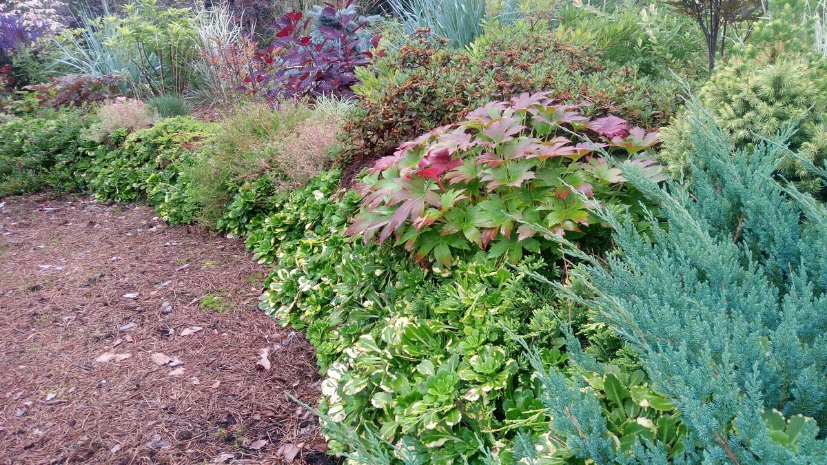 Mukdenia rossii "Karazuba" в моем саду под Петербургом в середине августа