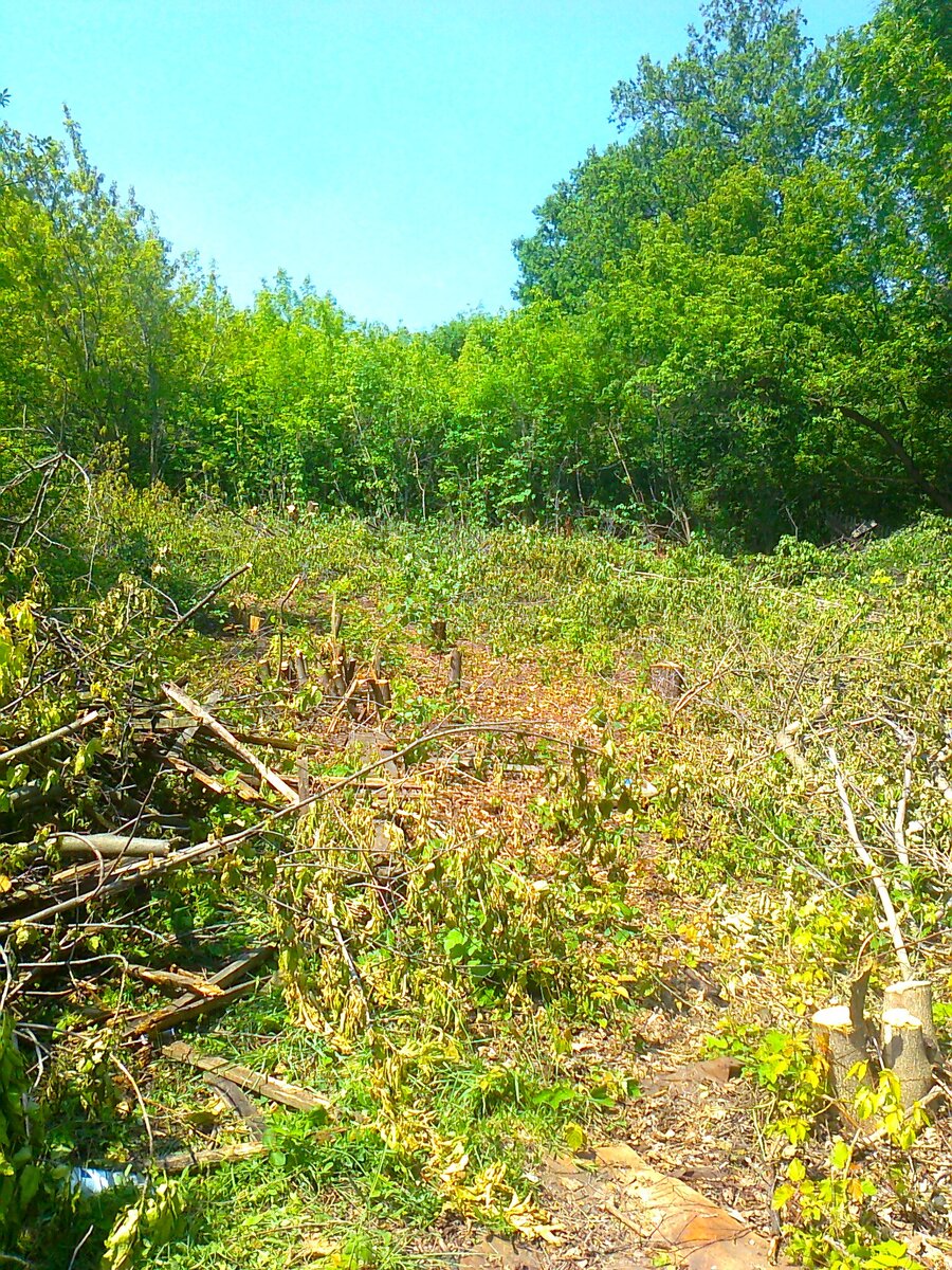 Первым делом, избавились от старых деревьев, кустарника и валежника.