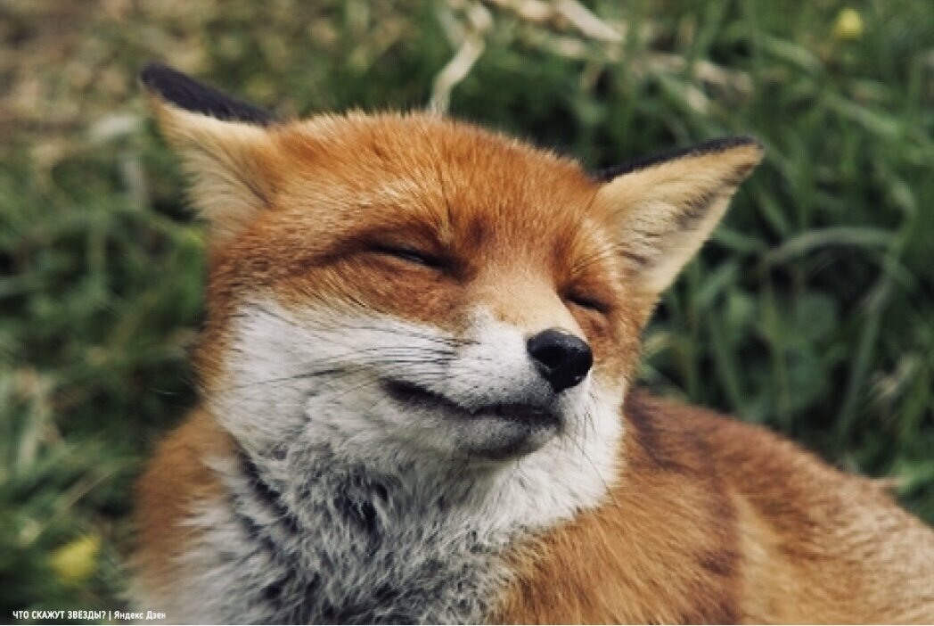 Когда ты съела колобка при помощи своей хитрости:)