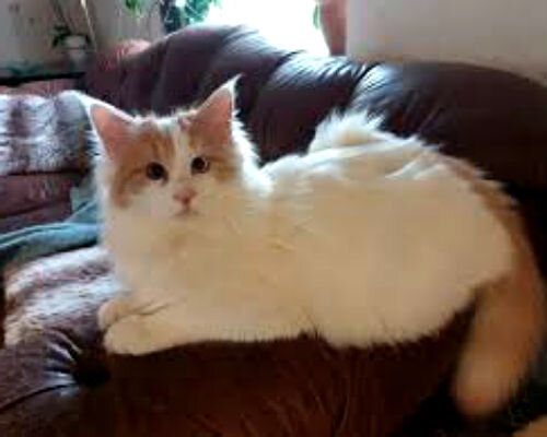 Большие кошки: фото, описание и характеристики