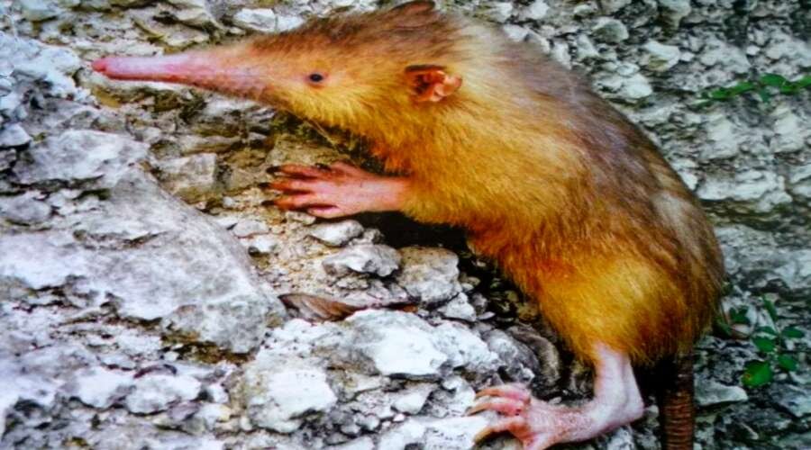 Щелезубы не воспринимают свой яд, поэтому они зачастую от него и погибают...