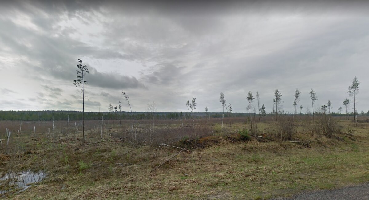 Мызинские болота. Фотография с дороги на Смыково.