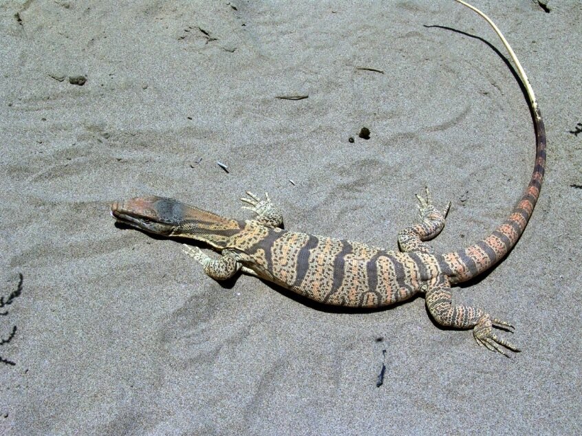 Cерый варан