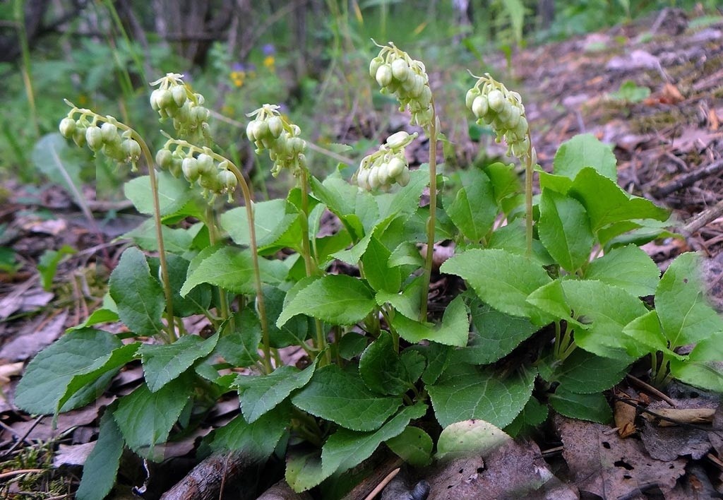 Боровая матка в природе