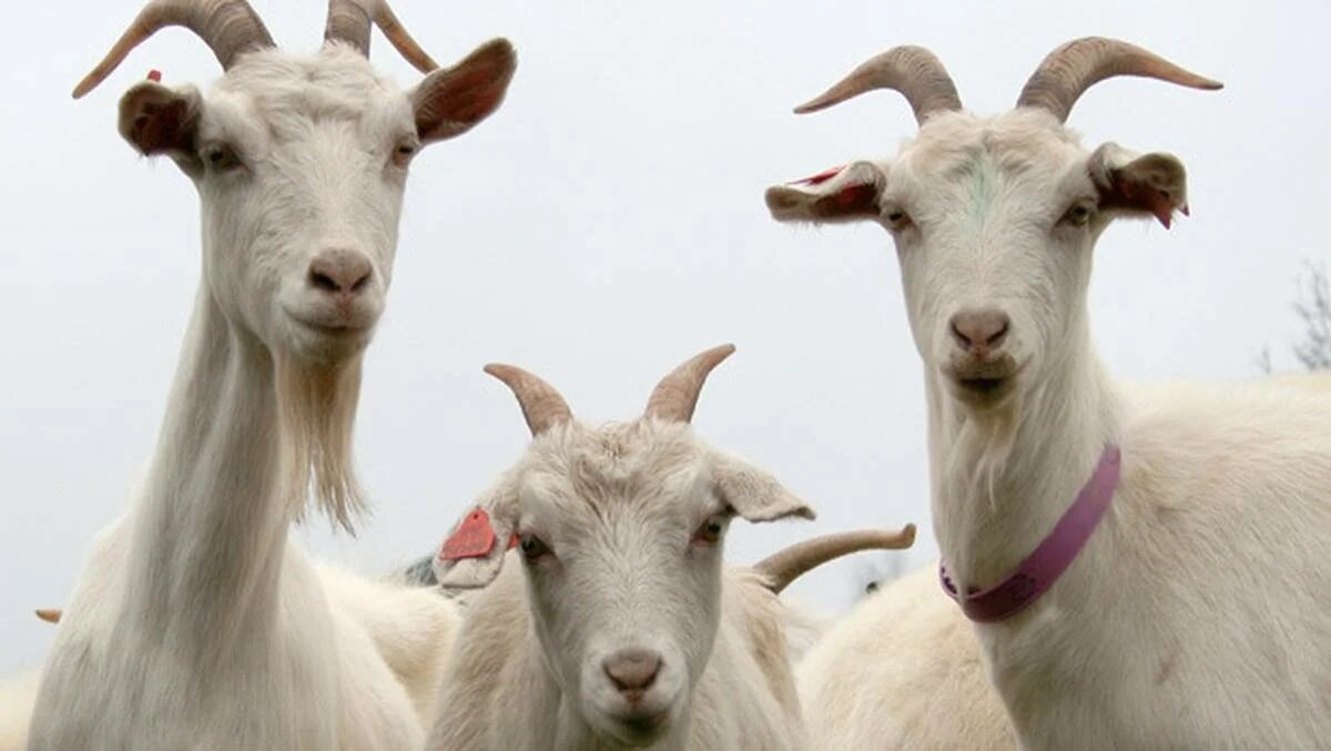 Рэкет по-галапагосски.