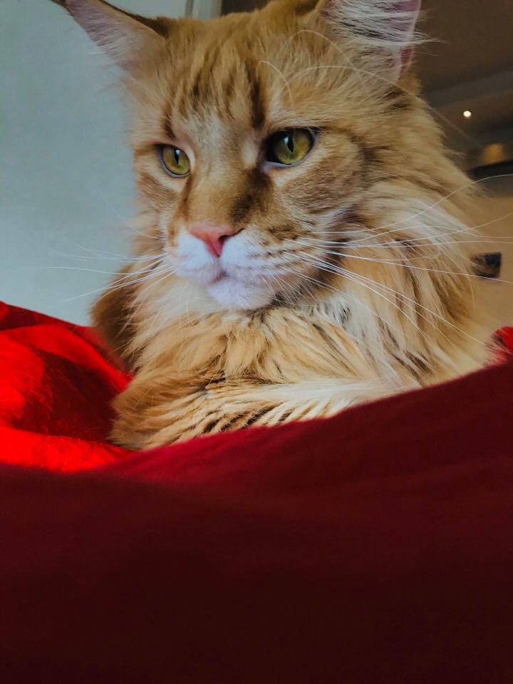 Не могу никак поймать его с улыбкой, но знаю, что доволен :-)