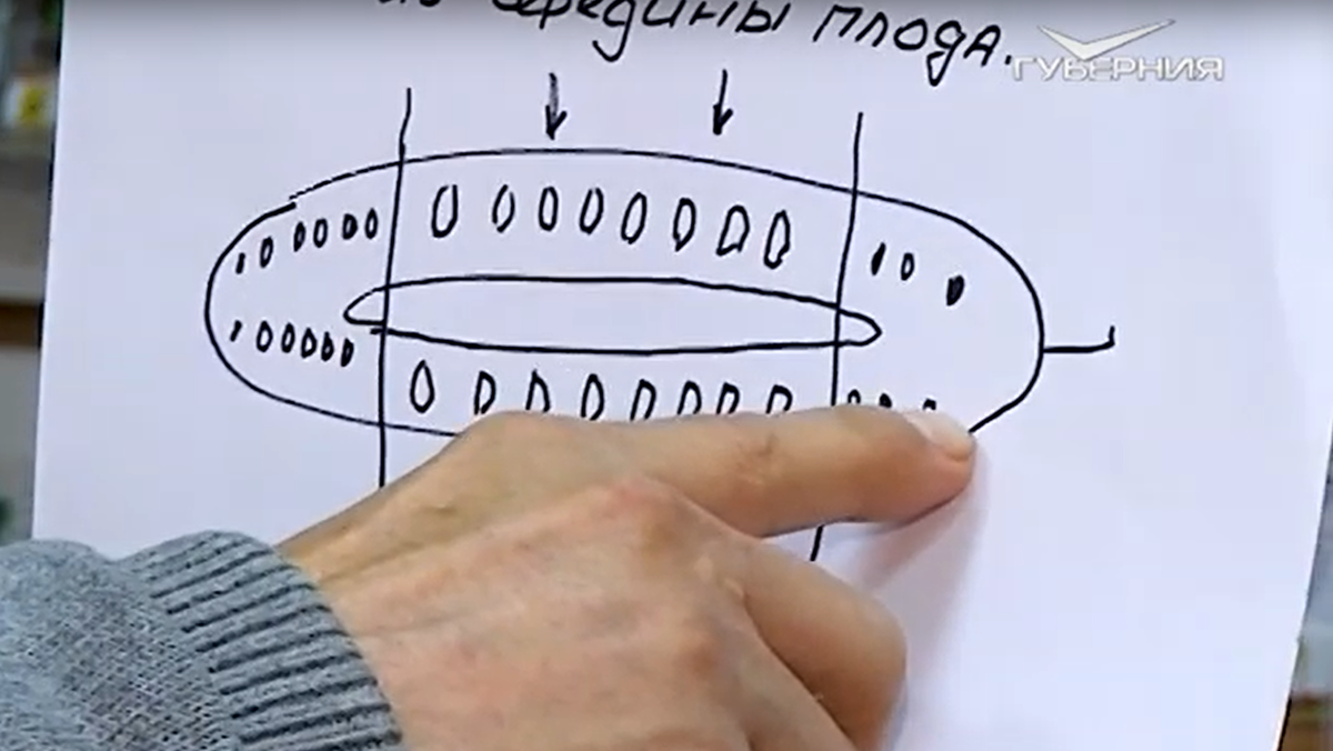 центральная часть семян уходит в профессиональную серию - подвергается обработке фунгицидом,  те что похуже- расфасовываются в маленькие пакетики и продают дачникам