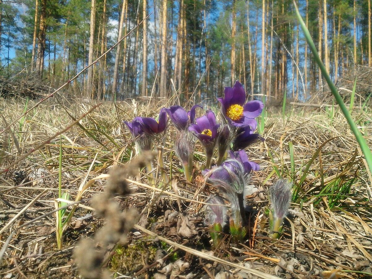 Прострел в ландшафтном дизайне