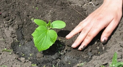 Огурцам необходима постоянная подпитка полезными веществами