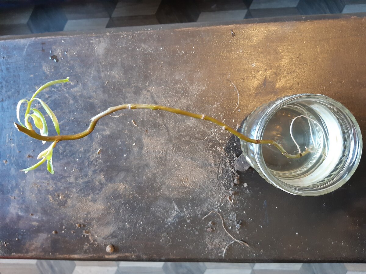 Укоренившийся черенок ивы кудрявой