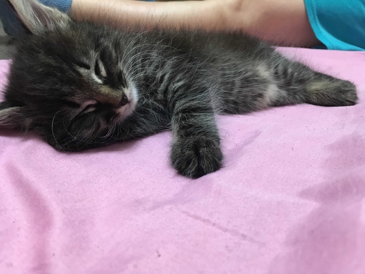 В большинстве случаев  желание спрятаться в замкнутом и тёплом пространстве возникает у кошек в связи с поиском покоя, тепла и комфорта. Вы наверняка замечали, что хвосты выбирают для отдыха самые тёплые места в доме: они любят подремать рядом с баратеей, в ванной, если там тёплый пол, или хотя бы в крошечном пятне солнечного света на ковре. «Человеческий обогреватель» тоже кажется им весьма подходящим — он отдает довольно много тепла, которое одеяло успешно сохраняет. Поэтому пушистые часто прячутся под одеяло именно тогда, когда под ним спит хозяин: пригреться рядом — самое милое дело!
А ещё часто можно заметить, что как только Вы встаёте с постели, как пушистый  сразу же ныряет на нагретое место. и даже любимый завтрак не соблазняет его больше, чем возможность воспользоваться «даровым» теплом.