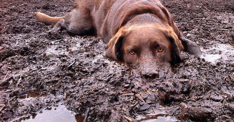собакен в говехах