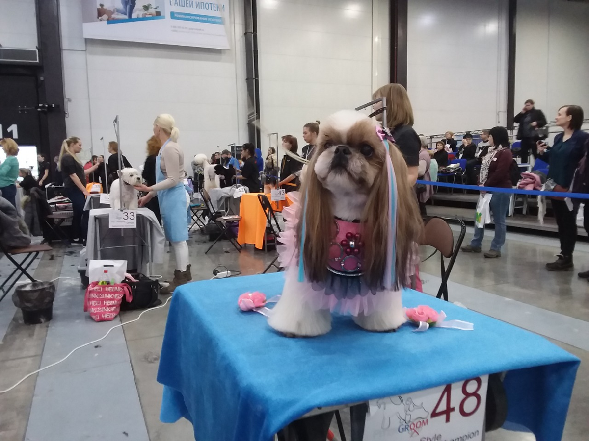 "Закажите мне зоотакси, пожалуйста. Сама не могу - маникюр."  Фото: "ВиЖ"