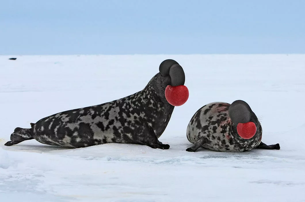 Тюлень хохлач.