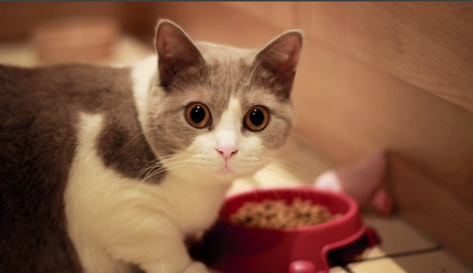 Можно ли для вашей кошки есть собачью еду, а собаку - кошачью?