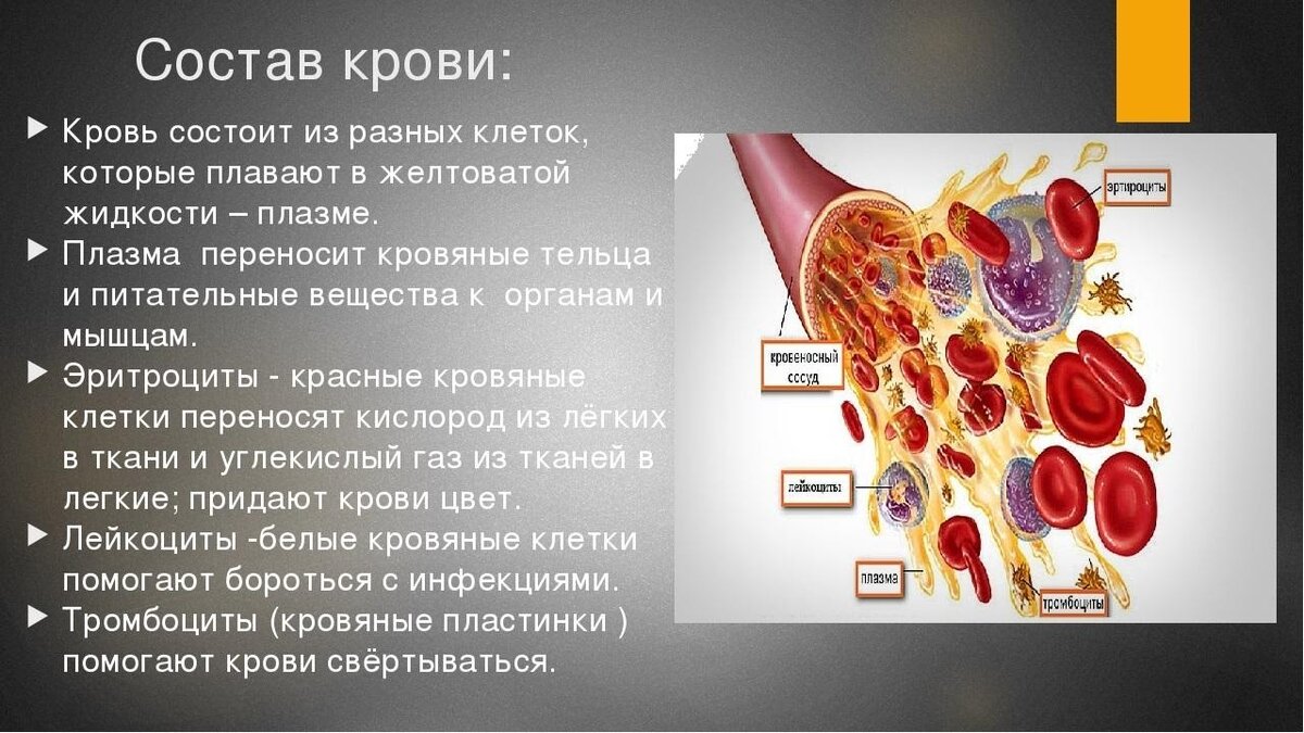 Атеросклероз (закупорка кровеносных сосудов). Культивирование хламидии пситаци. Питательные тельца. Питательные тельца. Хламидии форма бактерии.