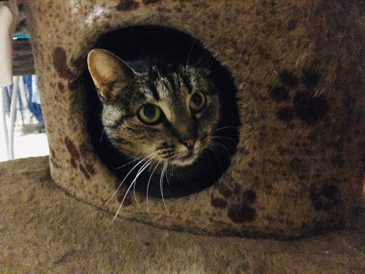 Это не настоящий домик Ирен