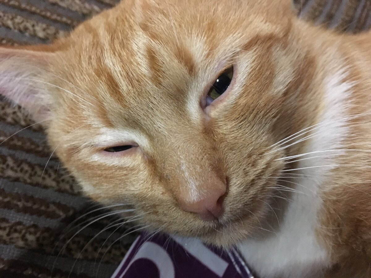 Семка :"Не пытайтесь меня будить - укушу."