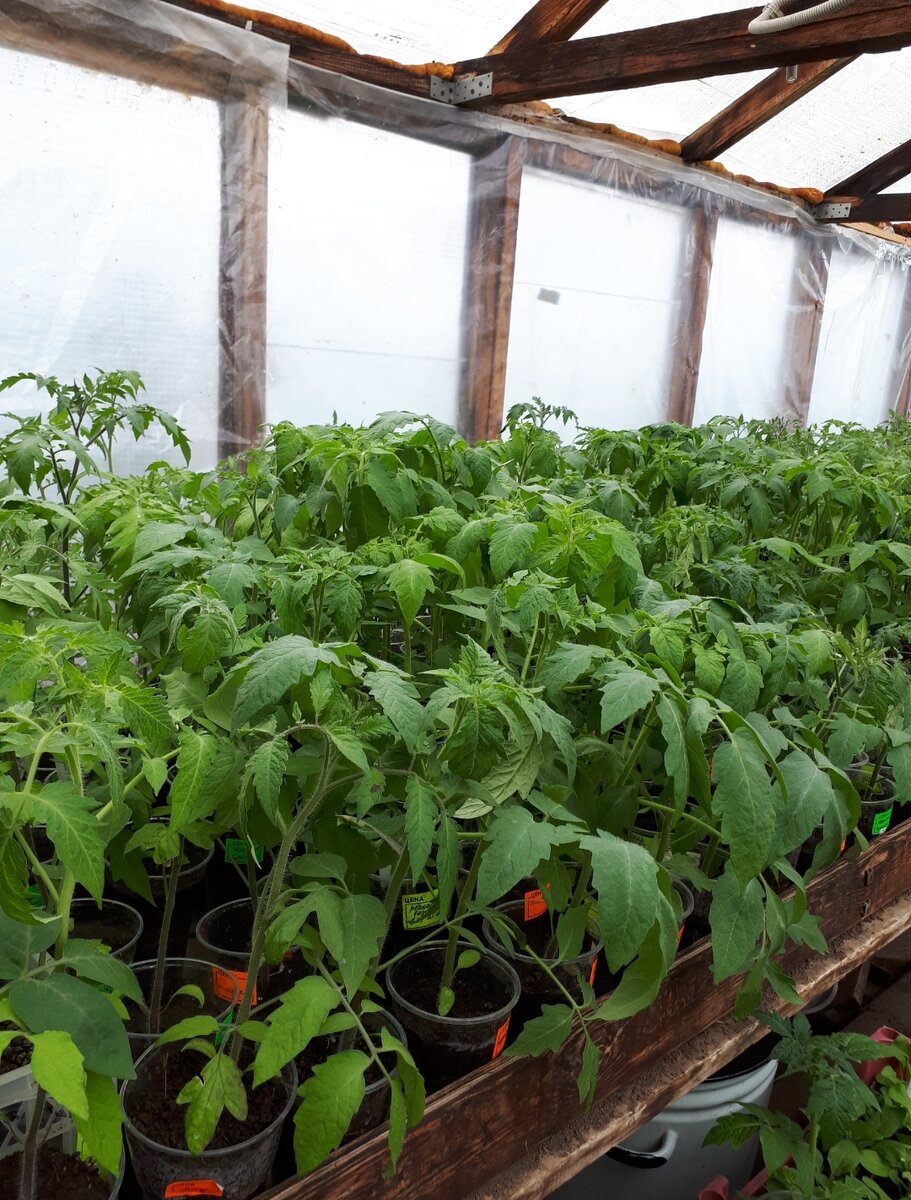 Томаты посеяны с 24 февраля по 8 марта.